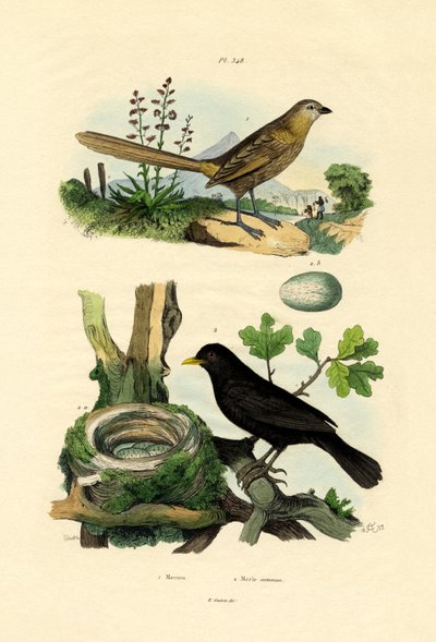 Fairy-wren by French School